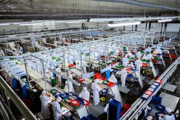 Производство рыбной продукции в России увеличилось на 6% и достигло отметки в 4,4 миллиона тонн.