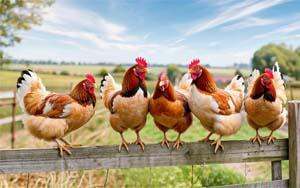 Минсельхоз не планирует продлевать квоту на безпошлинный импорт куриного мяса