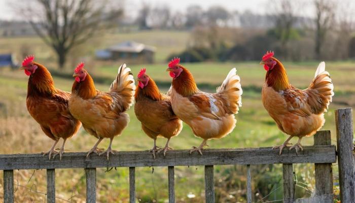 Из-за экспорта зерна рентабельность в птицеводстве упала до 7%. Повысить цены на мясо нельзя из-за низкого платежеспособного спроса.