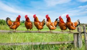 Покупателей предупредили о грядущем дефиците курицы в России