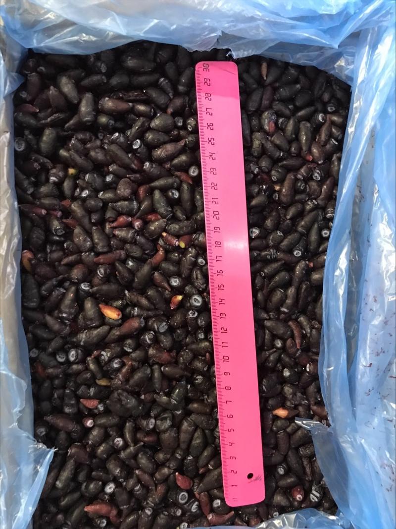 Жимолость замороженная от производителя из Турции купить дёшево мелким крупным оптом по низкой цене 